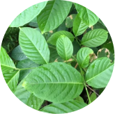 Corosolic Acid (Banaba Leaf)