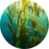Fucoidan (Japanese Sea Kelp)
