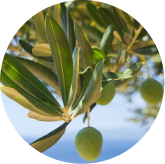 Oleuropein (Olive Leaf Extract)